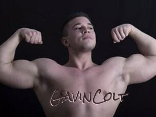 GavinColt